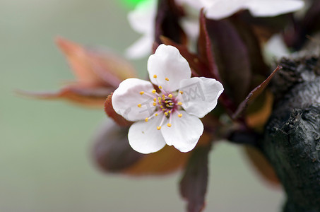 春天背景边框摄影照片_春天开花背景-抽象花卉边框