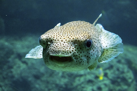 海洋生物矢量摄影照片_水族馆里的鱼，海洋生物，水下，绿色，自然野生动物。