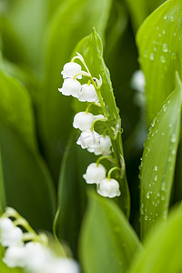 兰花背景摄影照片_铃兰花与水滴在绿色背景上。