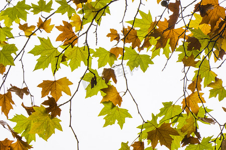 梧桐树秋天和秋天的叶子背景