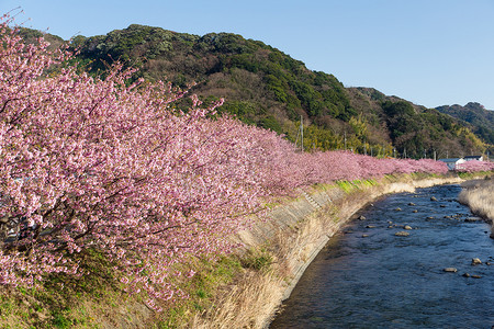 河津的樱花和河流