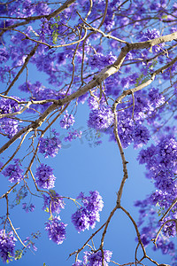 五颜六色的盛开的蓝花楹树