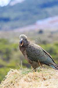 彩色羽毛摄影照片_关闭美丽的彩色羽毛，kea 鸟的羽毛与模糊