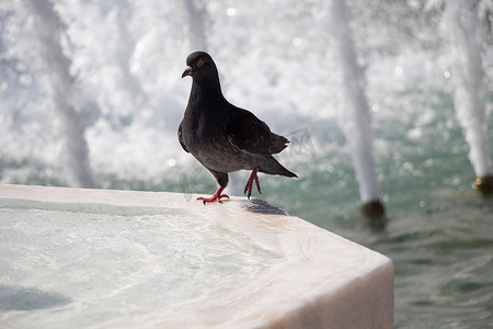 喷泉旁的孤独鸟生活在城市环境中