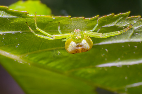 新鲜季节自然樱桃叶上的绿色南瓜蜘蛛