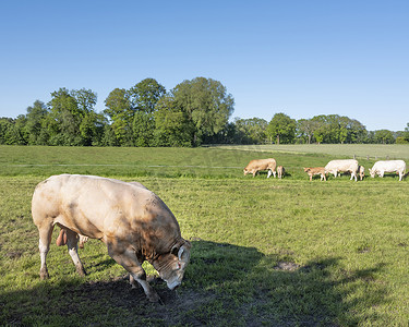 荷兰恩斯赫德和奥尔登扎尔附近屯特乡村景观中的公牛守卫金发达基坦奶牛