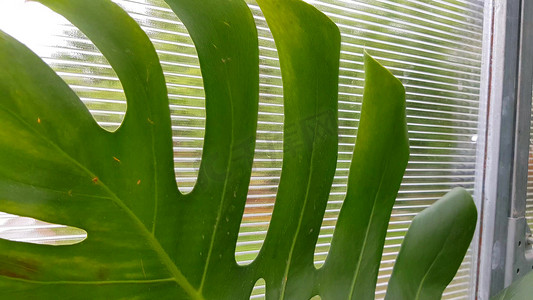 热带绿色龟背竹叶子靠在透明温室墙上的特写，叶子上有褐色斑点形式的烧伤。