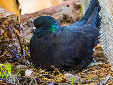 鸽子蛋摄影照片_黑王鸽坐在巢里，鸡蛋特写，流行的热带鸟类