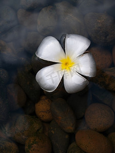 漂浮的鸡蛋花