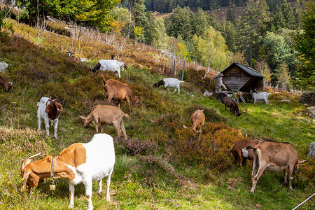 在德国 Menzenschwand 附近一座多色山丘上放牧的山羊群