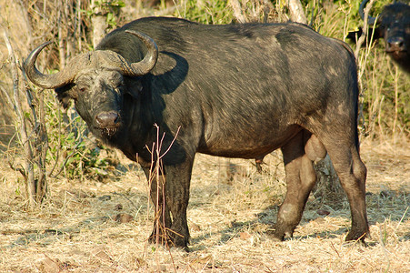动天摄影照片_坦桑尼亚国家公园的水牛