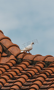 和平的白鸽摄影照片_橙色瓦屋顶上的白鸽