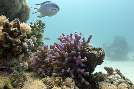 埃及红海底部的珊瑚礁、丁香花珊瑚和异国情调的鱼