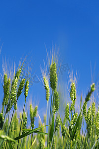 小食品摄影照片_收获前的绿色小麦田