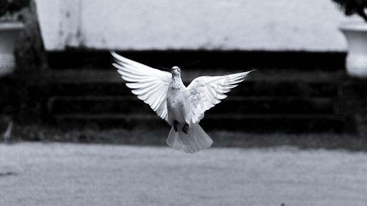 “希望与和平的象征”鸽子在低空飞行的黑白照片
