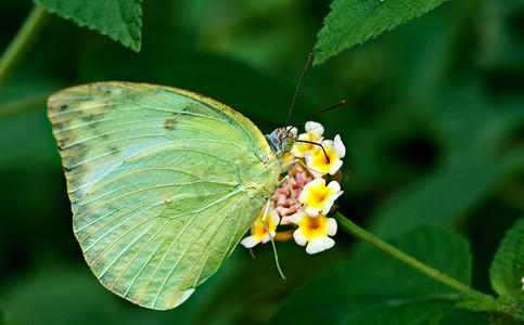 蝴蝶 Common Emigrant Catopsilia piomona 花特写复制