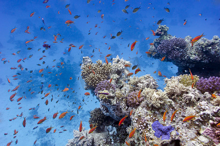 埃及红海底部的软珊瑚和硬珊瑚珊瑚礁