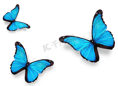 三只蓝色蝴蝶 
