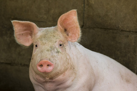 可爱猪猪形象摄影照片_农场里的猪形象。