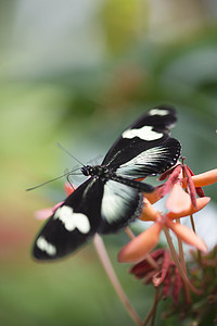 花上的黑蝴蝶