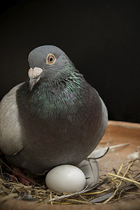 鸟筑巢摄影照片_鸽子鸟在家庭阁楼孵蛋