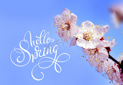 春天的花朵边框和文本你好春天。