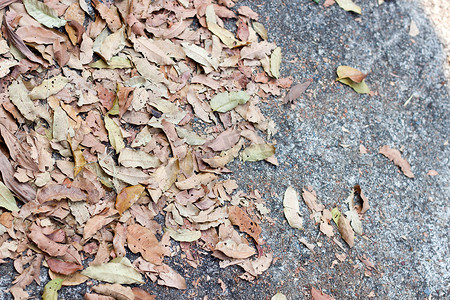 将混凝土上的叶子晒成褐色