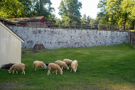 在田园诗般的农场场景中，羊在殖民时期的石墙旁吃草