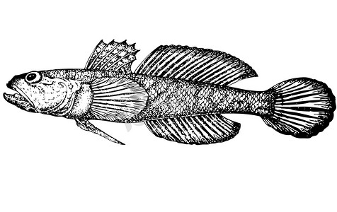 拉丁文摄影照片_鱼 Gobius gumnotrachelus（拉丁文）。