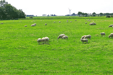 绵羊在荷兰农场附近的草地上吃草