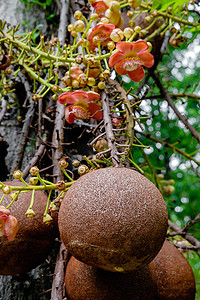 Couroupita guianensis - 炮弹树花