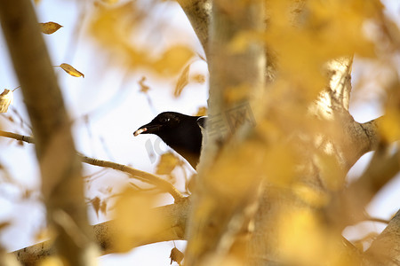 埃尔克沃特省立公园树上的黑嘴喜鹊