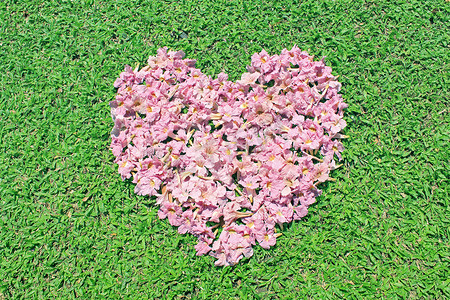 在绿草的桃红色花心脏