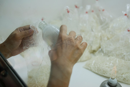 白僵菌昆虫病原真菌在水稻上的实验室培养。