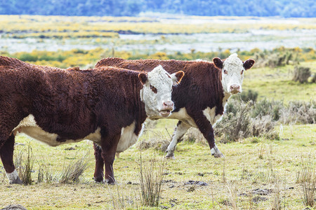 新西兰农场的牲畜牛