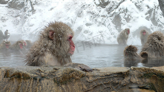 泡温泉的日本猕猴