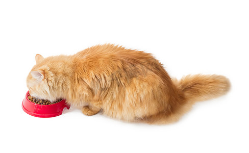 红状摄影照片_红猫，吃红碗里的干猫粮