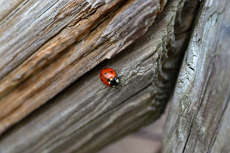 一只红色瓢虫在风化木头上行走的选择性聚焦宏。