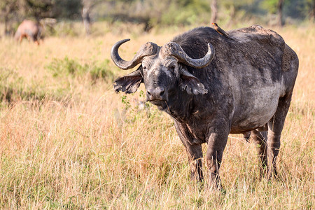 坦桑尼亚国家公园的水牛