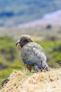 关闭美丽的彩色羽毛，kea 鸟的羽毛与模糊