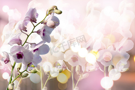 紫的摄影照片_泰国紫兰花