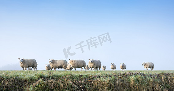 绵羊在荷兰的绿色草地和运河
