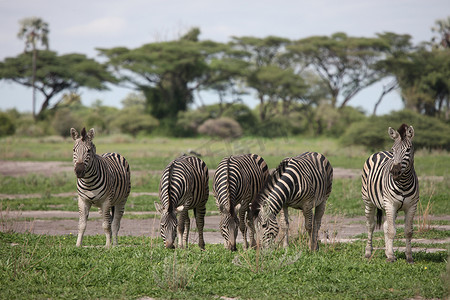斑马博茨瓦纳非洲大草原野生动物图片