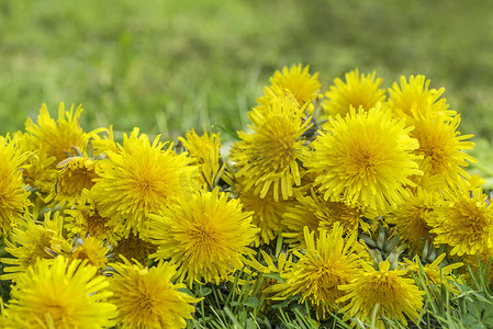 蒲公英联盟摄影照片_躺在草地上的蒲公英花