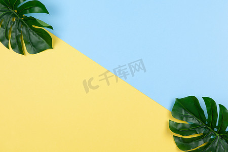 双色背景摄影照片_蒙斯特拉的框架在黄色和蓝色的双色背景上留下，复制空间。