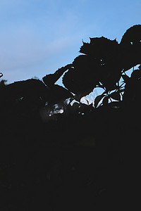 在黑暗的天空背景的葡萄叶子