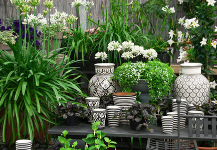 花店里美丽的植物和陶瓷