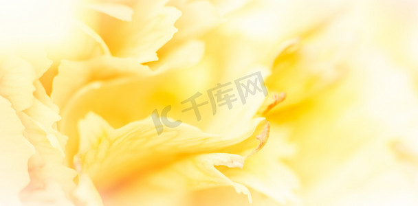 抽象花卉背景，黄色康乃馨花瓣。