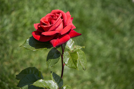 花卉玫瑰花摄影照片_美丽多彩的玫瑰花