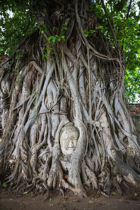 雕像佛摄影照片_泰国大城府玛哈泰寺树根上的佛像头。